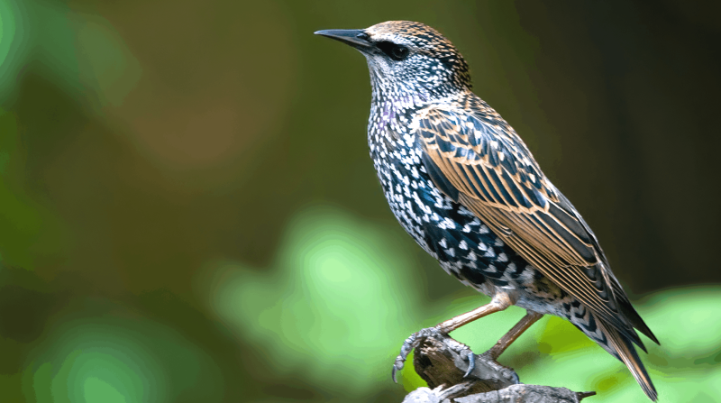 Перелетные птицы: список, названия, описание, виды, характеристика, фото и видео