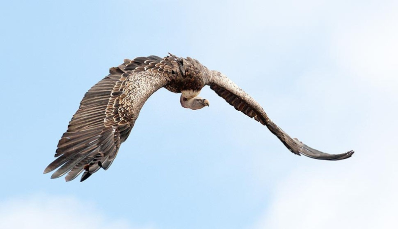 Самые высоко летающие птицы – список, высота, описание, фото и видео