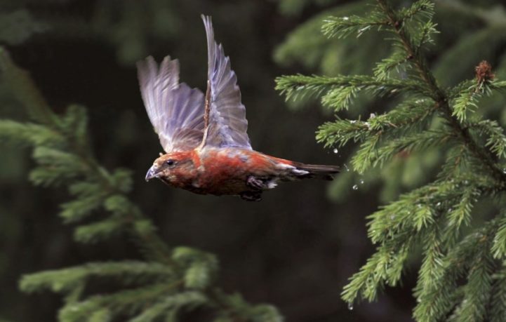 Зимующие птицы России – список, названия, описание, особенности, образ жизни, фото и видео