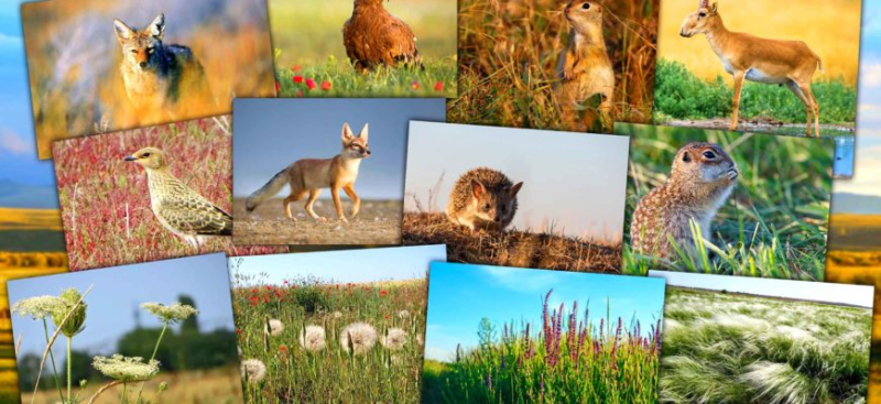 Животные и растения степи и лесостепи – список, виды, название, описание, интересные факты, фото и видео