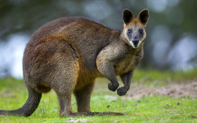 Животные Австралии – список, виды, описание, интересные факты, фото и видео