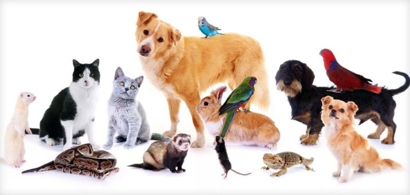 Домашние животные – кто такие, виды, классификация, история одомашнивания, интересные факты, фото и видео