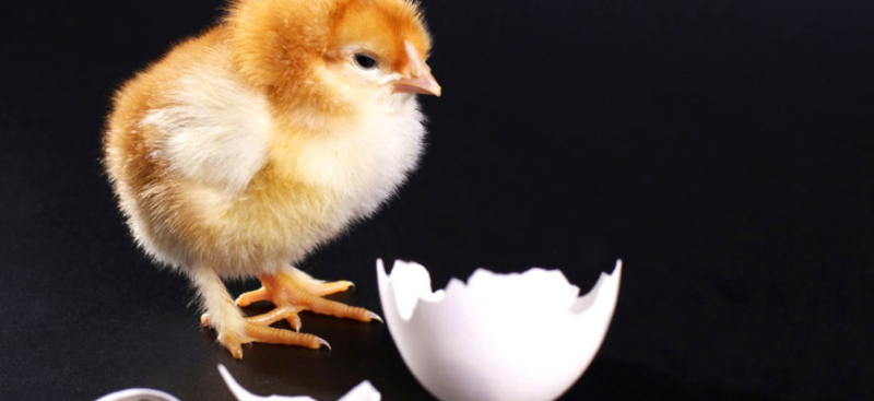 Как дышит цыпленок внутри яйца?