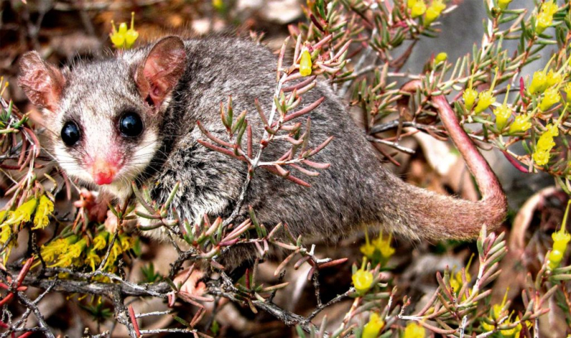 Животные Австралии – список, виды, описание, интересные факты, фото и видео