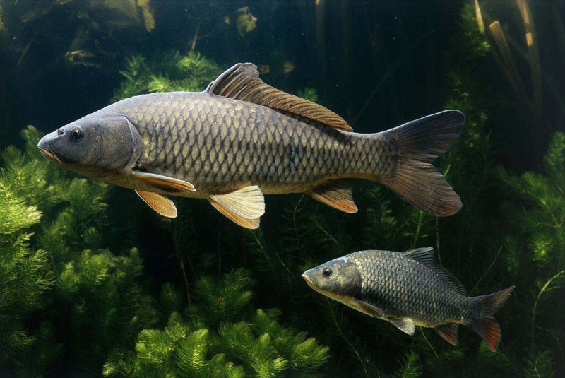 Можно ли определить возраст рыб?