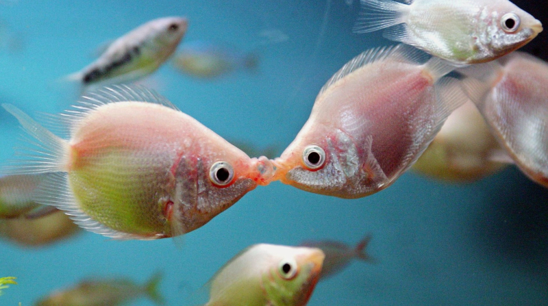 Чем «говорят» рыбы?