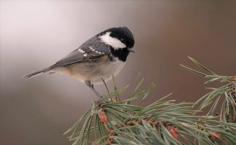 Зимующие птицы России – список, названия, описание, особенности, образ жизни, фото и видео