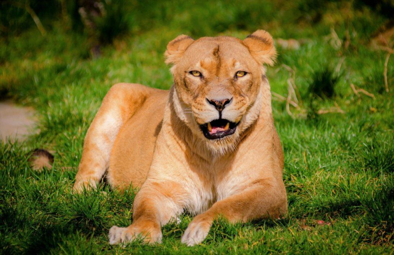 Почему у львов есть грива, а у других кошачьих нет?