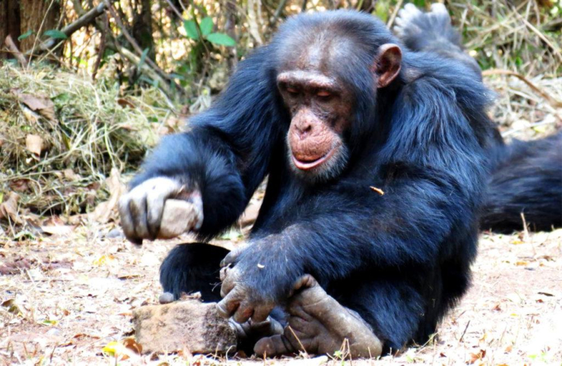 Если создать для шимпанзе все условия, смогут ли они эволюционировать в новый вид людей?